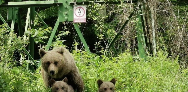 PREMIUM TOUR: Bears Safari on Transfagarasan Road - Final Thoughts: Who Will Love This Tour?
