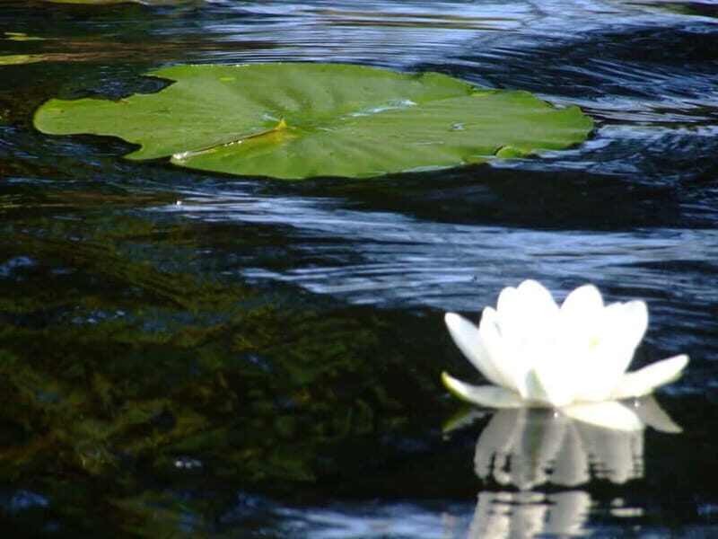 PREMIUM TOUR SMALL GROUP Bucharest: Day Trip to Danube Delta - The Journey Begins: From Bucharest to Tulcea