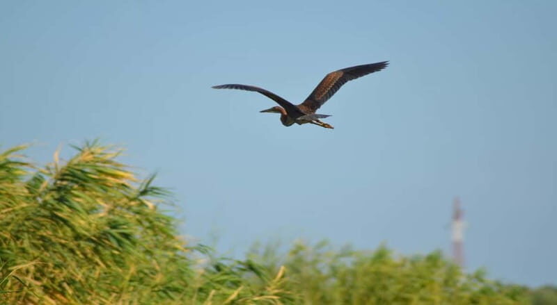 PREMIUM TOUR SMALL GROUP Bucharest-The Heart of Danube Delta - Navigating the Danube Delta: Wildlife and Scenery