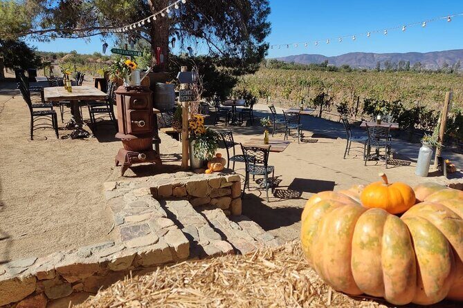 Premium Valle de Guadalupe Wine and Food Tour - Final Words