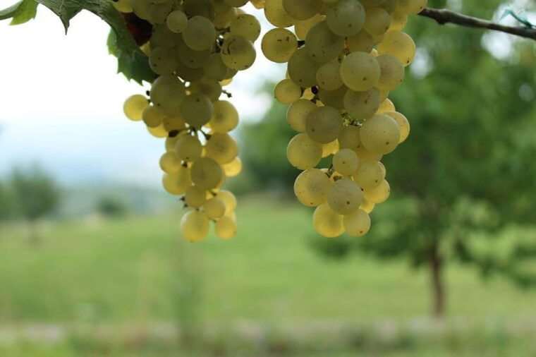 premium-wine-hike-stuttgart-with-games-and-winemakers-snack