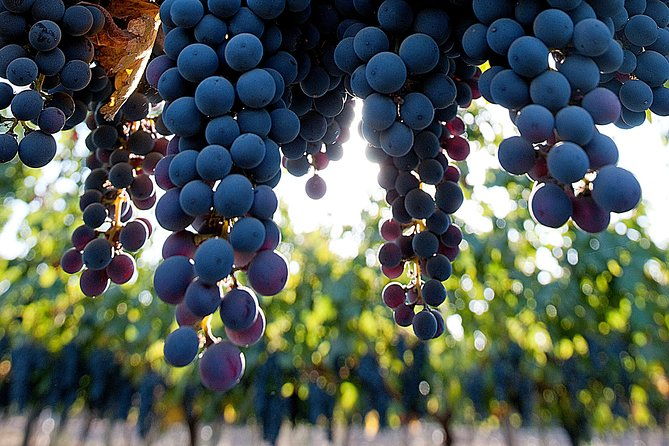 premium-wine-tour-vina-cousino-macul-official-english