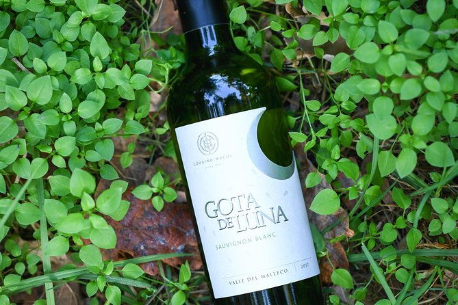 premium-wine-tour-vina-cousino-macul-official-english