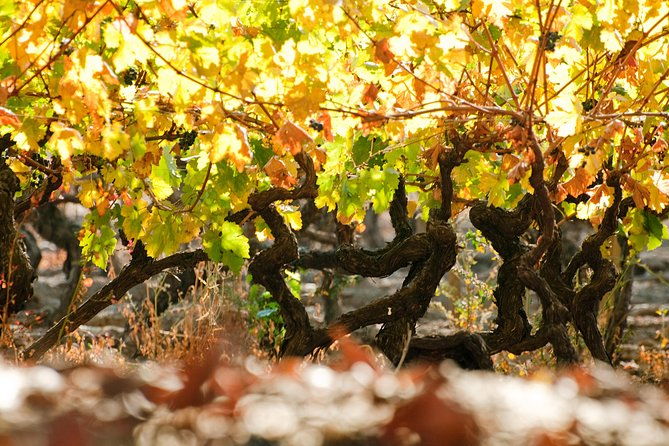 premium-wine-tour-vina-cousino-macul-official-portuguese