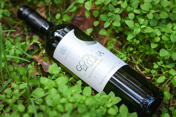 premium-wine-tour-vina-cousino-macul-official-portuguese