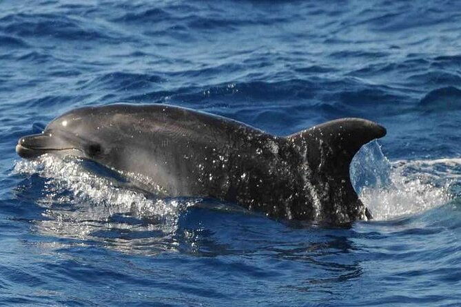 prestigious-cruiser-private-charter