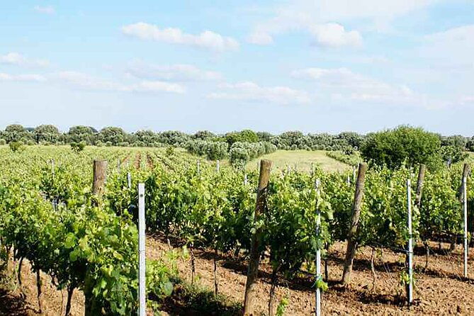 primitivo-and-negroamaro-wine-tour-a-visit-to-two-wineries-and-typical-lunch-from-lecce