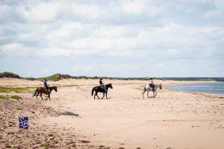 prince-edward-island-beginner-horse-ride-on-the-beach