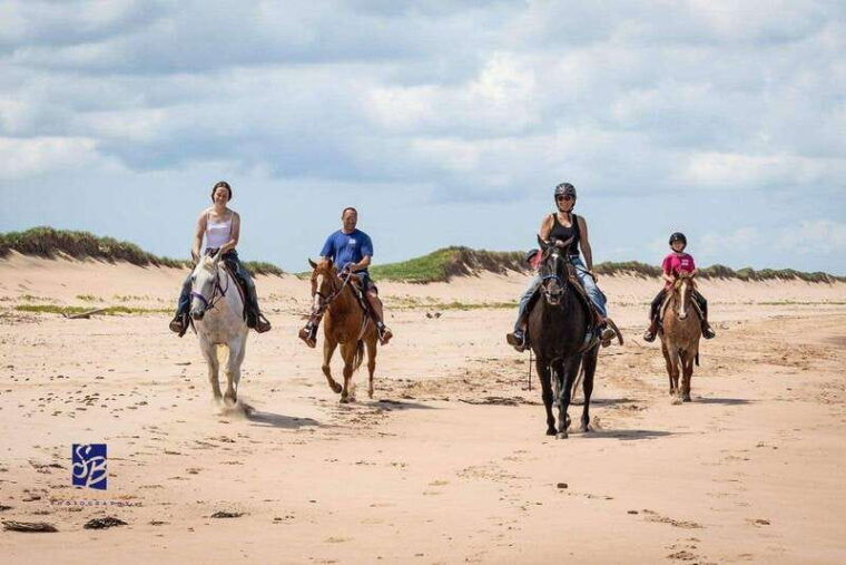 prince-edward-island-beginner-horse-ride-on-the-beach