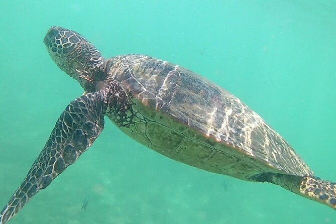 princeville-snorkeling-shore-excursion