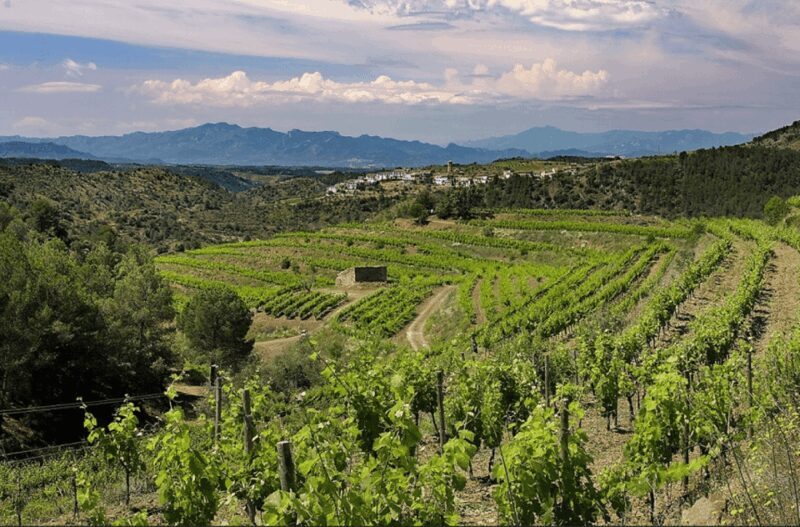 Priorat tour to 3 small wineries and hotel pick-up - Who Is This Tour Best For?