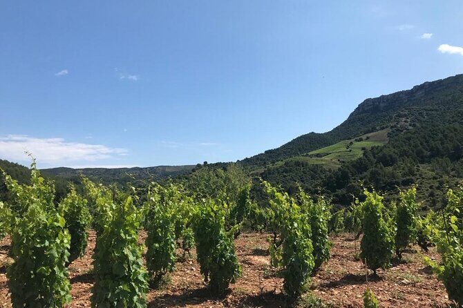 Priorat Wine Tasting Tour from Salou with hotel pickup - What to Expect from the Tour