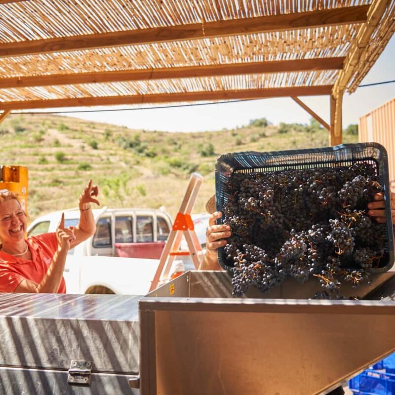 Priorat: wine tour in Gratallops of the best natural wines - Who Should Book This Tour?