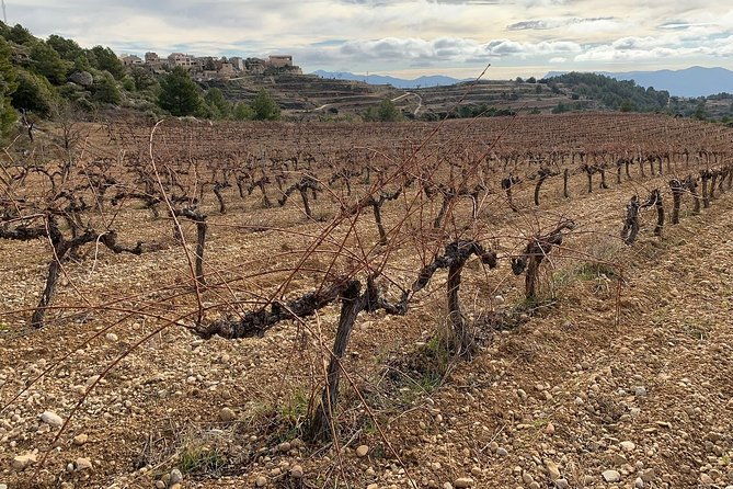 priorat-wineries-tour-with-wine-tastings-lunch-from-barcelona