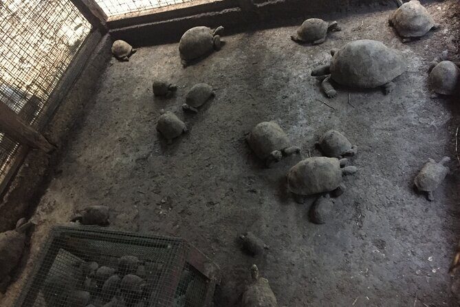 Prison Island and Stone Town Private Tour - Who Should Book This Tour?