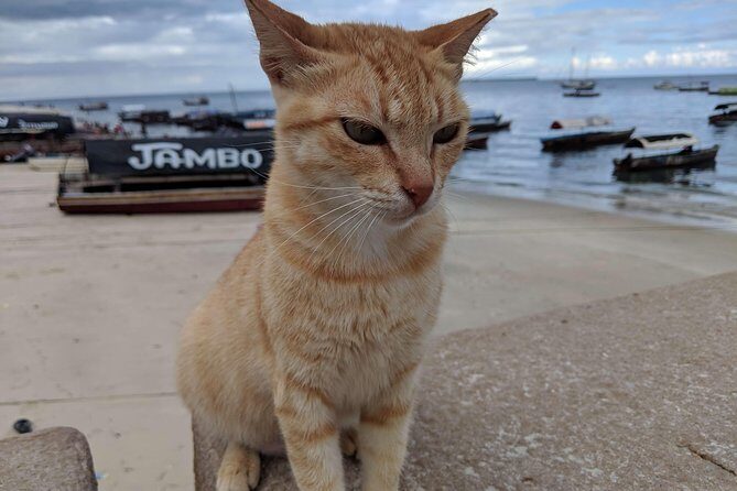 Prison Island and Stone Town Tour with Lunch - Key Points