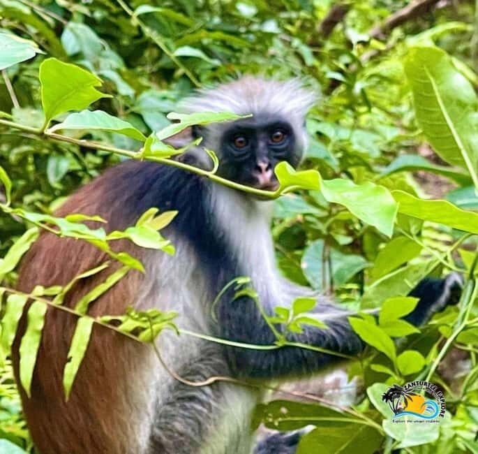 Prison Island, Jozani Forest, The Rock & Paje Beach Tour - Exploring Zanzibar’s Top Attractions in One Day