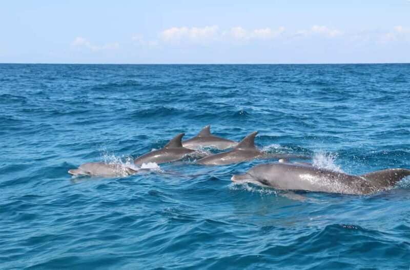 Prison Island, Lunch Break Experience, Mnemba Dolphin Tour - Key Points