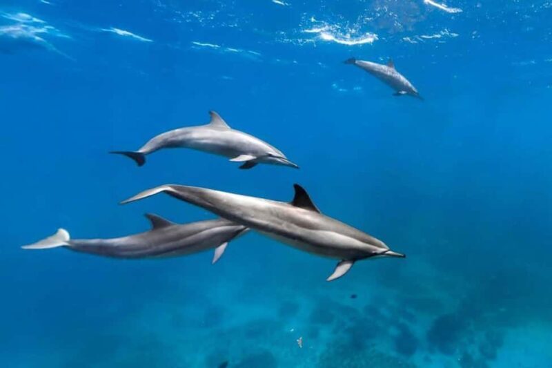 Prison Island, Lunch Break Experience, Mnemba Dolphin Tour - Snorkeling and Dolphin Encounters