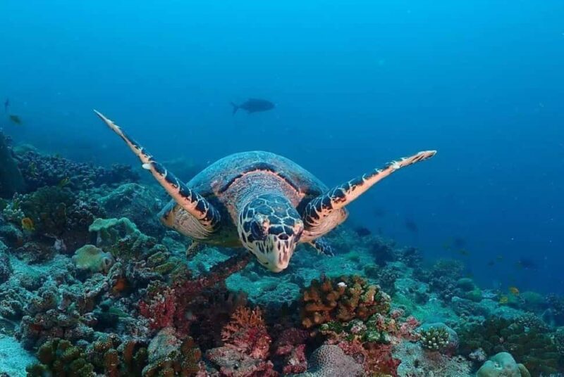 Prison Island Tour, Authentic Lunch Break, Mnemba Snorkeling - FAQ  