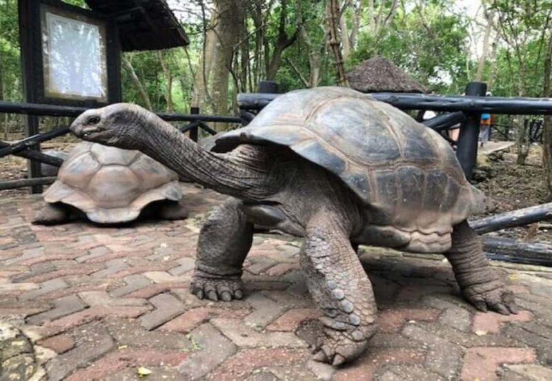 Prison Island Tour  History, Nature & Giant Tortoises! - What to Expect on the Prison Island Tour
