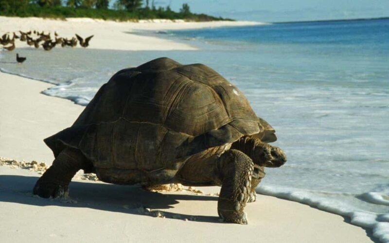 Prison Island Tour, Zanzibar Lunch Break Experience - Authentic Experiences and Hidden Insights