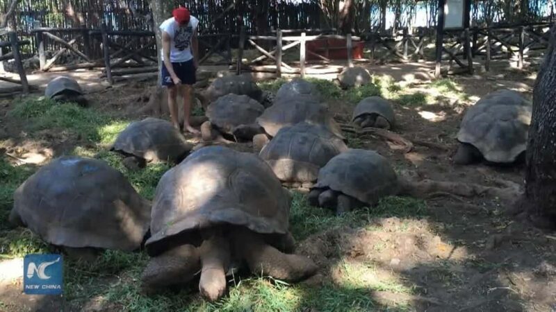 Prison island,Nakupenda SandBank,Stone town and Spice farm - What to Expect from This Full-Day Tour