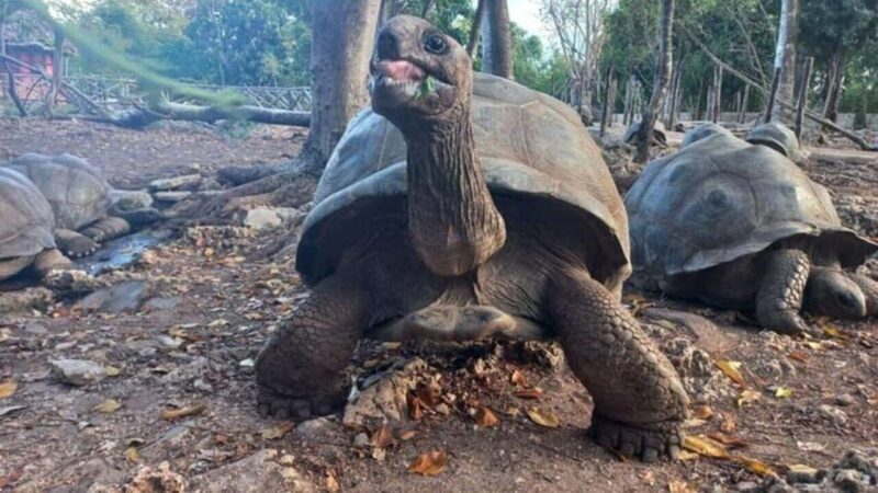 Prison Island,Stone town,Spicefarm and Sea turtles Sanctuary - FAQ