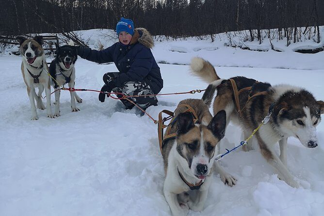 Privat sled trip with husky in the alta valley - What to Expect from This Husky Sledding Tour