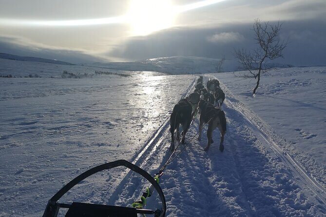 Privat sled trip with husky in the alta valley - A Closer Look at the Itinerary and Experience