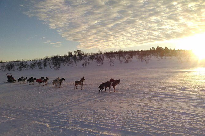 Privat sled trip with husky in the alta valley - Frequently Asked Questions