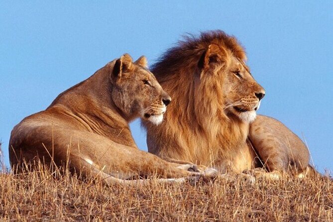 Private 1 Day Akagera Big Five Safari with pick up and lunch. - Exploring the Akagera Big Five Safari: A Practical, Authentic Adventure