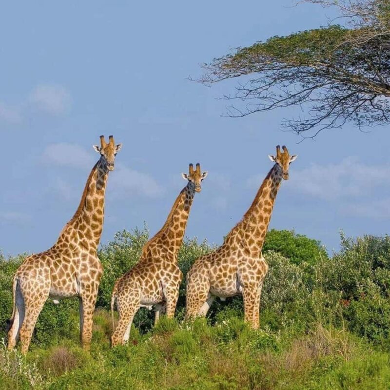 Private 1 Day Akagera Safari with Pick-up and Lunch. - Key Points