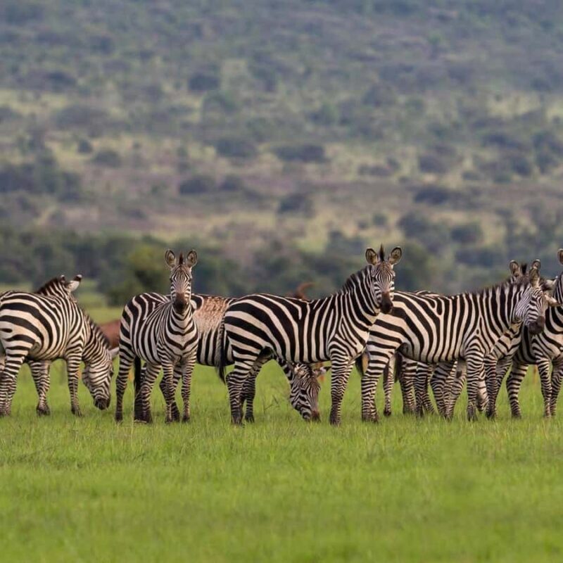 Private 1 Day Akagera Safari with Pick-up and Lunch. - Exploring the Akagera Safari Experience