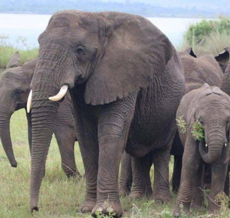 Private 1 Day Akagera Safari with Pick-up and Lunch. - Final Thoughts