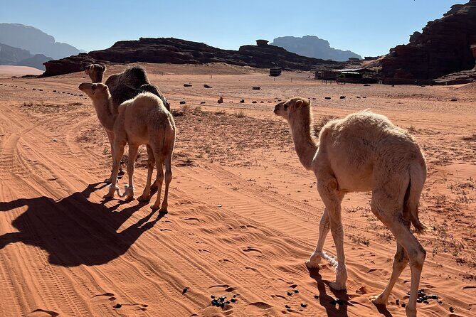 Private 1 Day Wadi Rum Desert Tour - Starting the Adventure: From Village to Desert