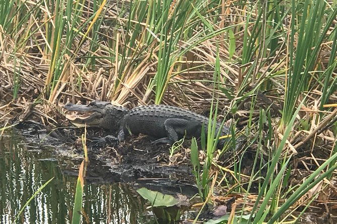 private-1-hour-airboat-tour-of-miami-everglades
