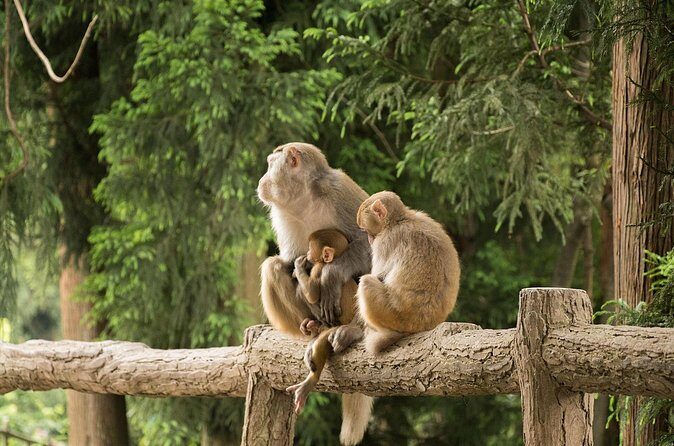 Private 1 Tour Zhangjiajie National Forest Park Avatar Mountain - Final Thoughts: Is This Tour Right for You?