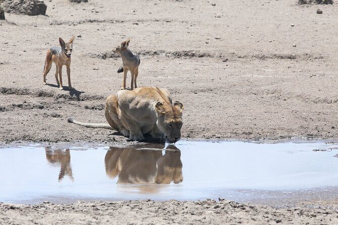 Private 13 Days Exposure Africa Royal Safari Package - Detailed Review of the 13-Day Safari and Zanzibar Experience