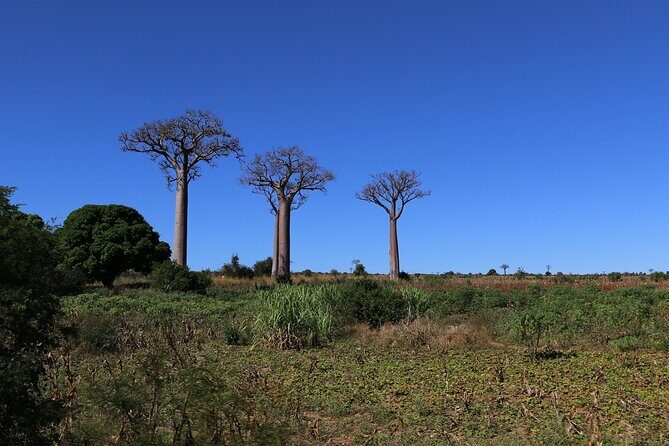 Private 14-Day Classic Route Tour in Madagascar - Frequently Asked Questions