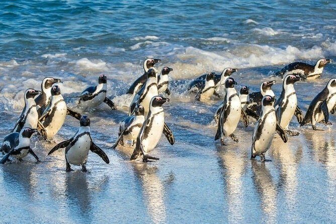 Private 2-Day Cape Town Highlights: Robben Island,Table Mountain Tickets & Wine - Who Is This Tour Best For?