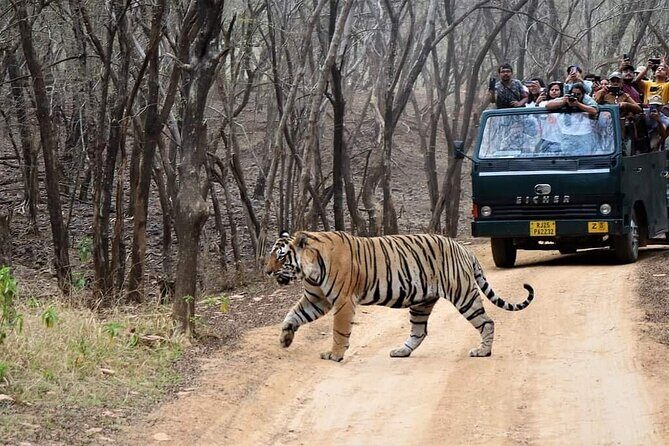 Private 2-Day Jaipur Tour with Ranthambore Safari - Who Is This Tour Best For?