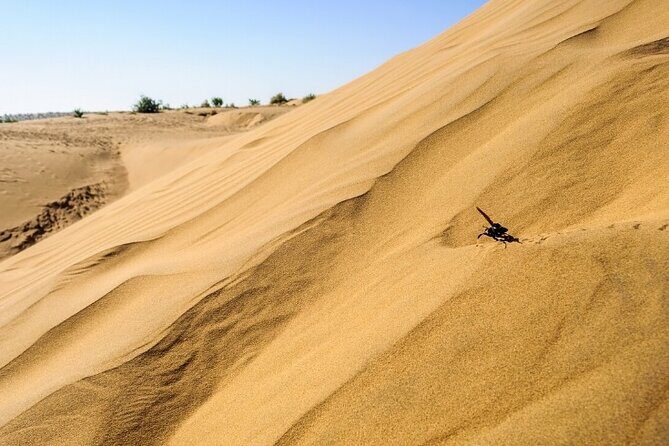 Private 2 Day Tour of Jaisalmer with Camel Safari - Discovering Jaisalmer in Two Days: A Detailed Review of the Private Tour with Camel Safari