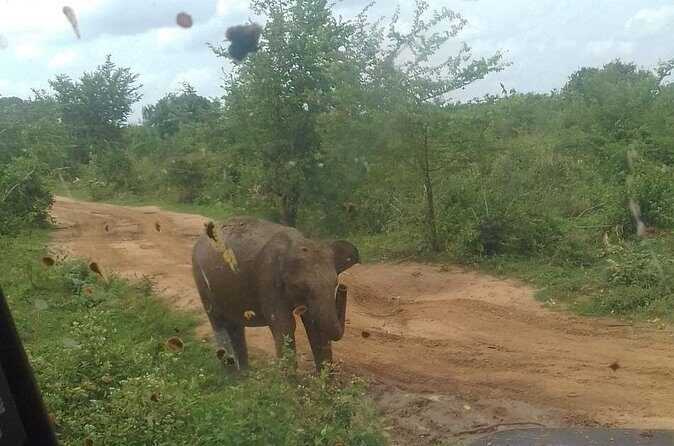 Private 2 Day Tour Udawalawe & Ella From Kandy - Final Verdict
