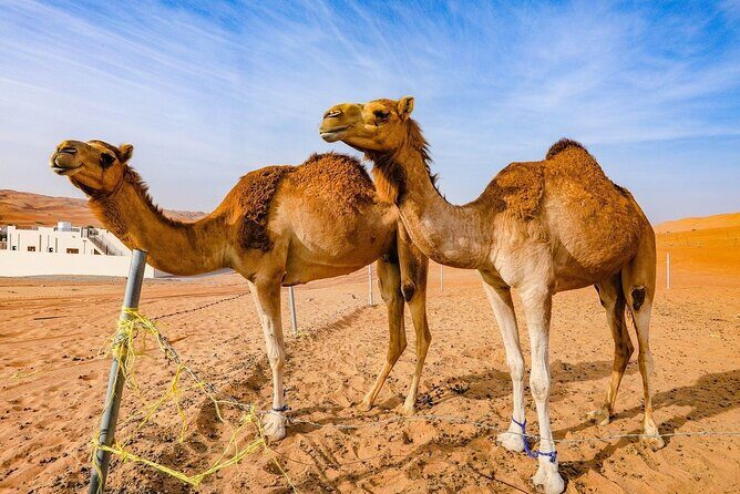 Private 2 Days 1 Night Wahiba Sands Desert and Wadi Bani Khalid Tour - Authenticity & Personal Touches