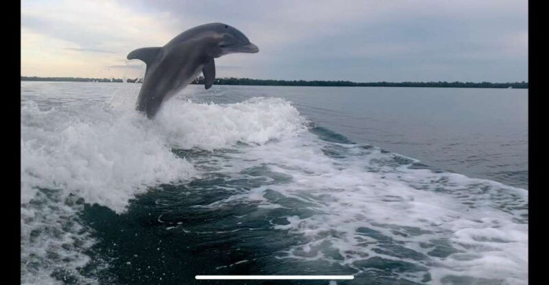private-2-hour-dolphin-eco-tour-marco-island-fl-2