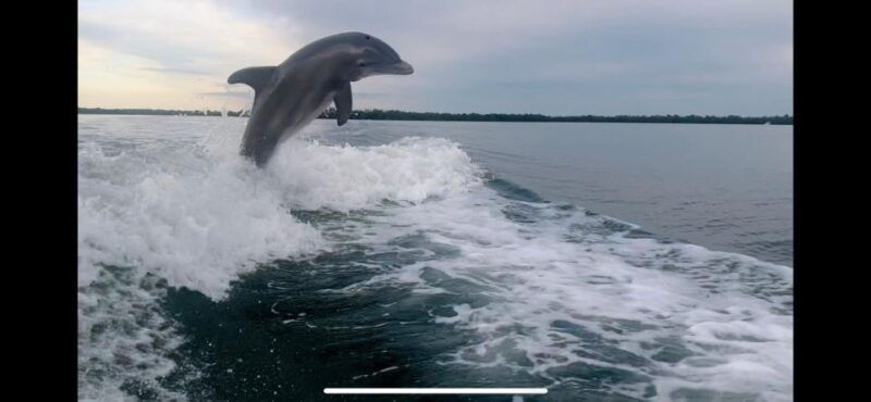 private-2-hour-dolphin-eco-tour-marco-island-fl-2