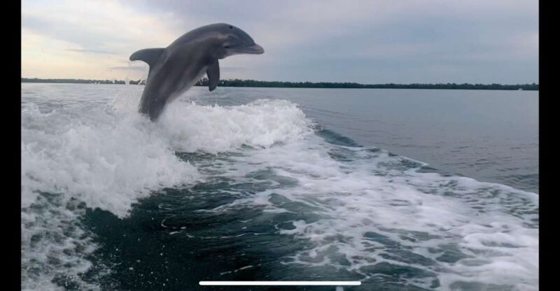 Private 2 Hour Dolphin & Eco Tour Marco Island, FL - The Itinerary: A Closer Look at Your 2-Hour Adventure