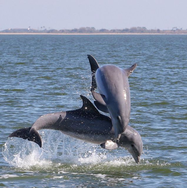 private-2-hour-dolphin-sightseeing-tour-melbourne