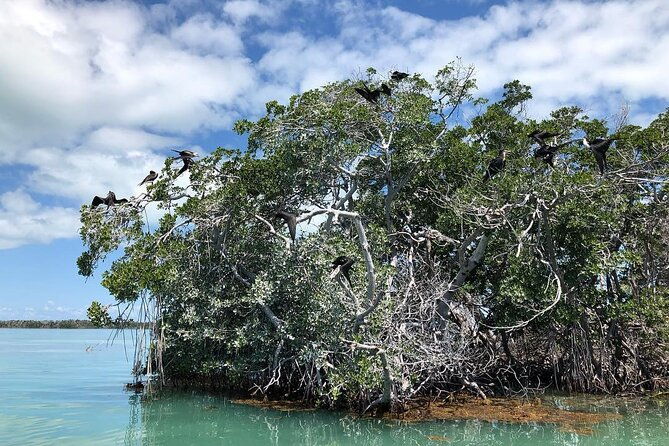 private-2-hour-mangrove-ecotour